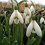 The Snowdrop Story