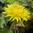 Dandelion Play – 12+ Outdoor Ideas For All Ages