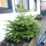 10 Ways for Schools and Nurseries to Re-use Xmas Trees