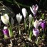 Crocus Reflections