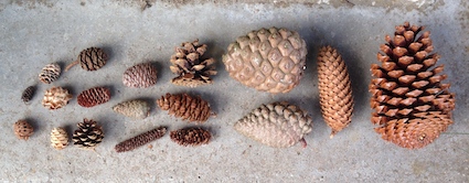 This image has an empty alt attribute; its file name is Pine-cone-1.jpg